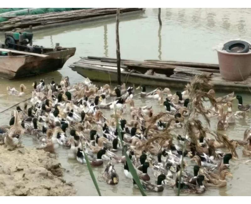 純放養(yǎng)青頭鴨、三那土雞、鳳尾菇 原生態(tài)產(chǎn)品